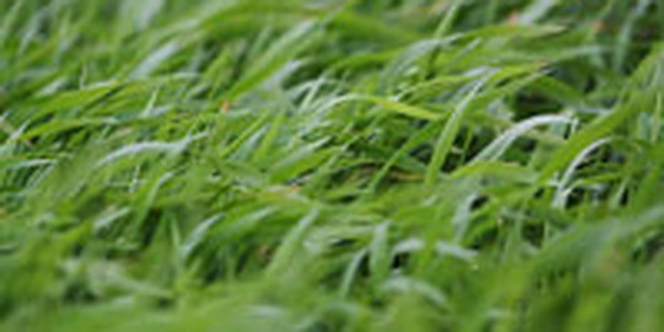 Во Владивостоке ожидаются сильные дожди