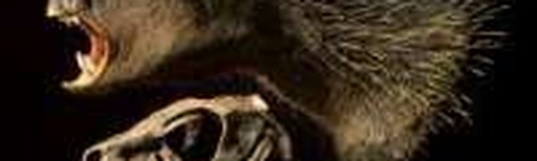 Останки саблезубого травоядного динозавра нашли в Южной Африке