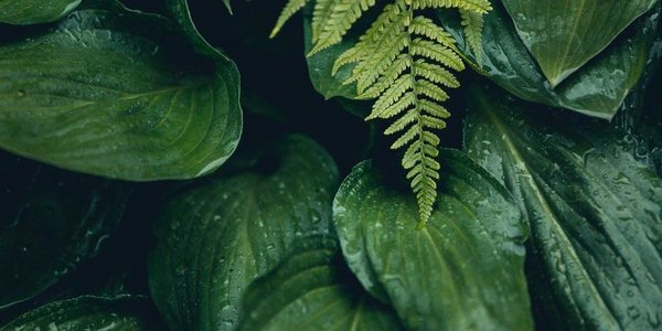 Сегодня и завтра в Приморье пройдут дожди