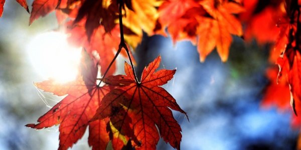 В Приморье настал бархатный сезон