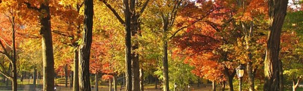 Правильные решения принимаются после прогулки — ученые