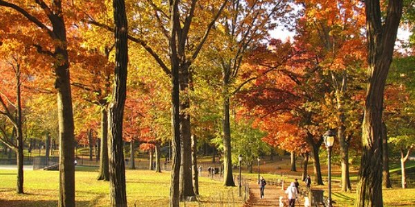 Правильные решения принимаются после прогулки — ученые