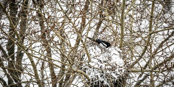 Во второй половине дня во Владивостоке вновь пойдёт снег