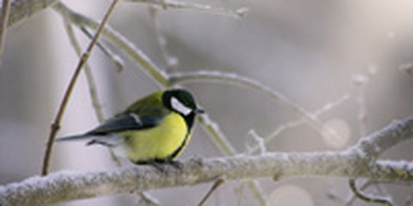 Орнитологи призывают подкармливать птиц
