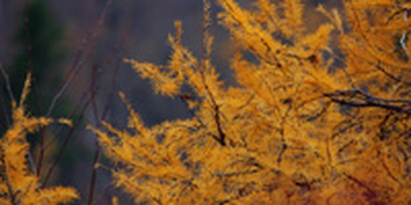 В Приморье наметилась тенденция к потеплению