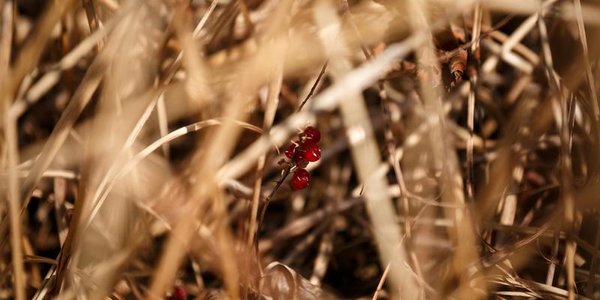 Холода в Приморье надолго не задержатся