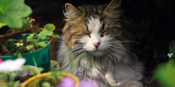 Движение «дачных» автобусов в Приморье возобновится 24 марта