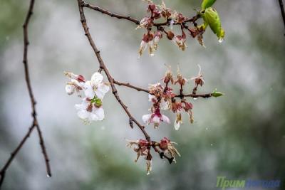 Последняя неделя весны в Приморье завершится дождями и похолоданием