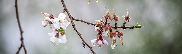 Последняя неделя весны в Приморье завершится дождями и похолоданием