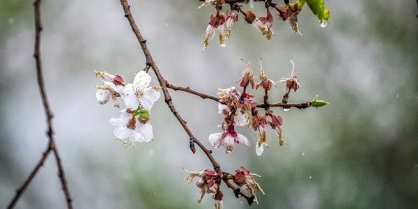 Последняя неделя весны в Приморье завершится дождями и похолоданием