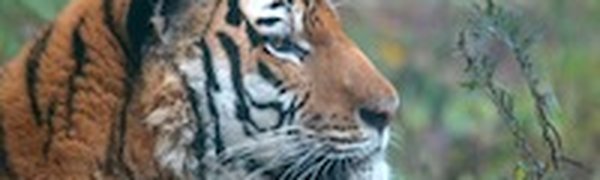 В Приморье экологи ловят тигра, нападающего на домашний скот