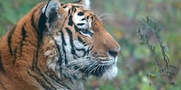 В Приморье экологи ловят тигра, нападающего на домашний скот