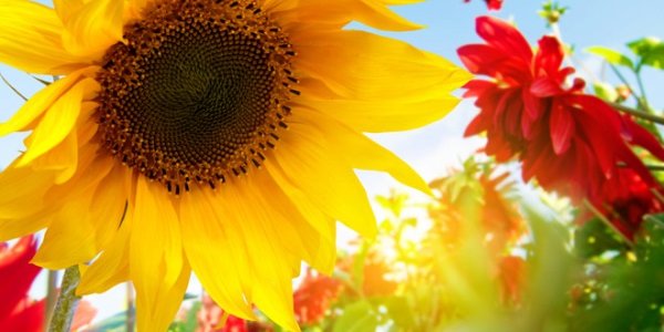 Метеорологи рассказали, каким будет лето в России