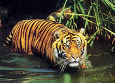 Встреча по Тигриному саммиту состоится на Бали 