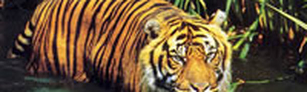 Встреча по Тигриному саммиту состоится на Бали 
