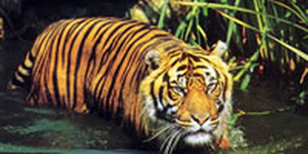 Встреча по Тигриному саммиту состоится на Бали 