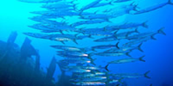 Оказывается рыбы говорят