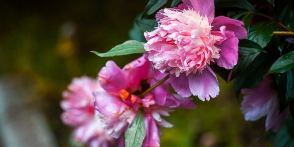 Тепло и летние грозы принес в Приморье июнь