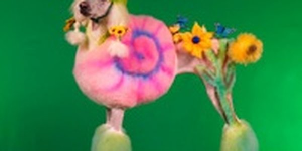 Кем может стать ваша собака?