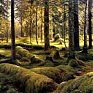 В Германии людей закапывают в лесу
