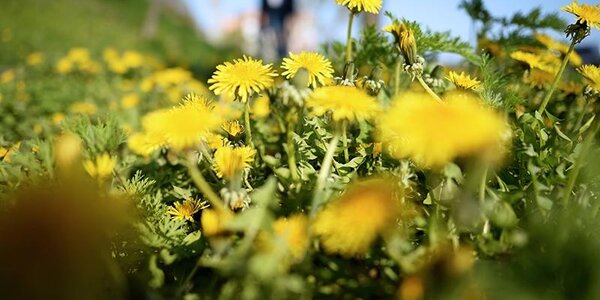 Последние выходные весны в Приморье были теплыми