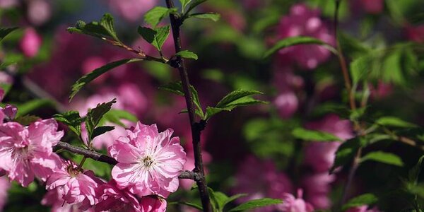 Переменчивая погода ожидается в Приморье на следующей неделе