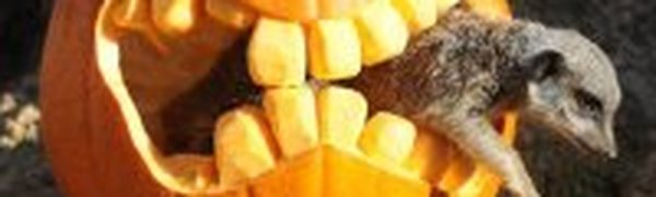 Хэллоуин в зоопарках мира