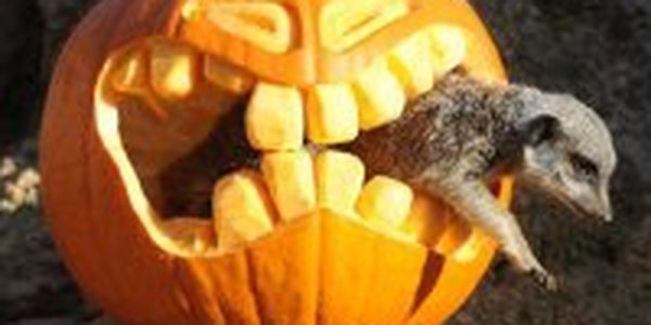 Хэллоуин в зоопарках мира