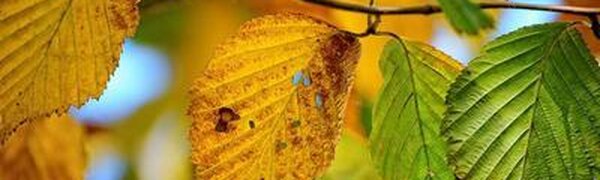 Осенняя погода спешит в Приморье