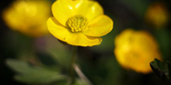 Весеннее тепло вновь вернется в Приморье на следующей неделе