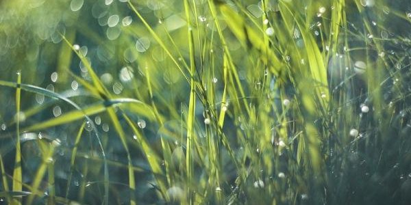 Завтра в Приморье пройдут кратковременные дожди