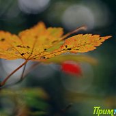 Осенние краски(ОПРОС и ФОТО)