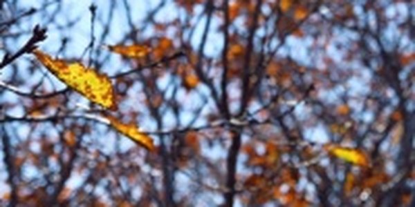 Осенние краски(ОПРОС и ФОТО)