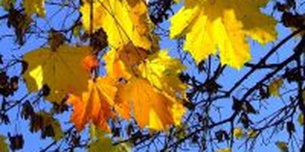 На большей части Дальнего Востока спокойная погода