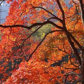 Осенние краски(ОПРОС и ФОТО)