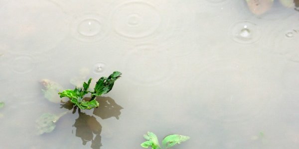 На востоке Приморья идут проливные дожди