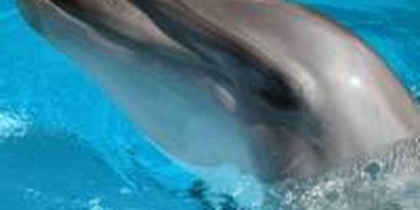 В Сочи найден застреленный дельфин