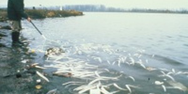 Реки Сибири отравляют Северный Ледовитый океан ртутью