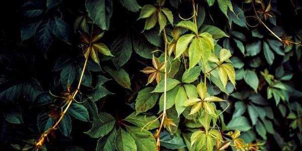 На текущей неделе в Приморье будет сыро и прохладно