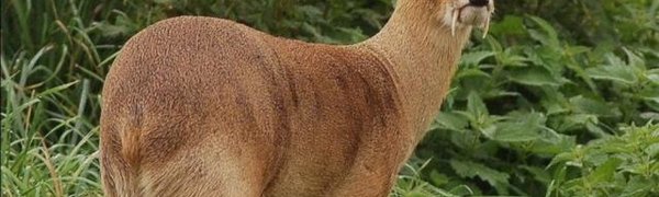 Новый для России вид оленей обнаружен в национальном парке «Земля леопарда»