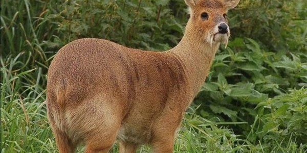 Новый для России вид оленей обнаружен в национальном парке «Земля леопарда»