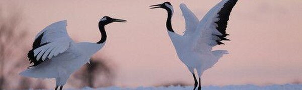 Первые в этом году японские журавли прилетели в Приморье