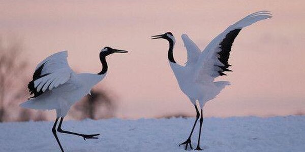 Первые в этом году японские журавли прилетели в Приморье