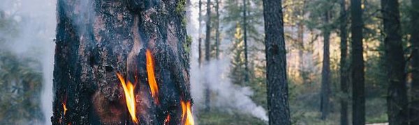 В Приморье возросла пожароопасность леса