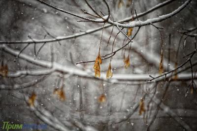 Снег во Владивостоке прекратится ночью