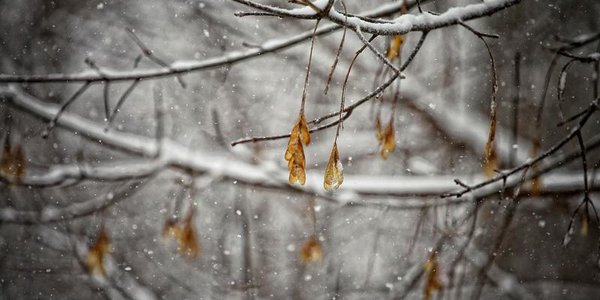 Снег во Владивостоке прекратится ночью