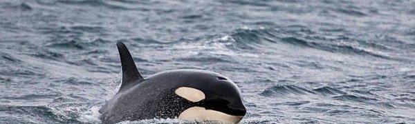 Эксперты изучат состояние косаток из «китовой тюрьмы» в Приморье