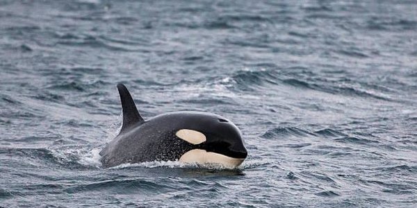 Эксперты изучат состояние косаток из «китовой тюрьмы» в Приморье