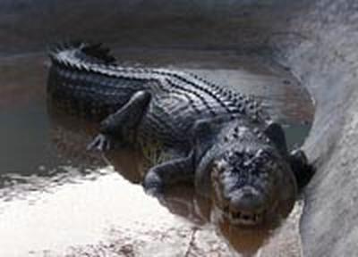 Шаман убил крокодила-людоеда заклинанием