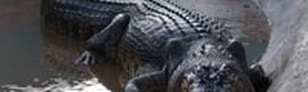 Шаман убил крокодила-людоеда заклинанием